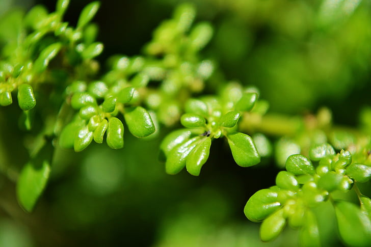 grüne Blätter, kleine Blätter, Micro Anlagen, Natur, Grün, grünlich, frisch