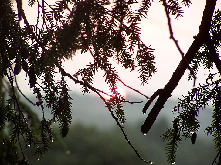 sol, árvores, pingos de chuva, névoa, árvore, tempestade