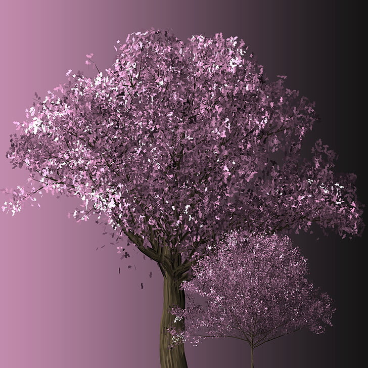 cherry blossom tree, cseresznyevirág, fák, Blossom, rózsaszín, cseresznye, virágzó