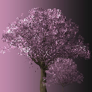 arbre de flor de cirerer, flor del cirerer, arbres, flor, Rosa, cirera, floració