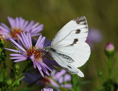 πεταλούδα, έντομο, λουλούδι, φύση, ευθραυστότητα, πεταλούδα - εντόμων, ένα ζώο