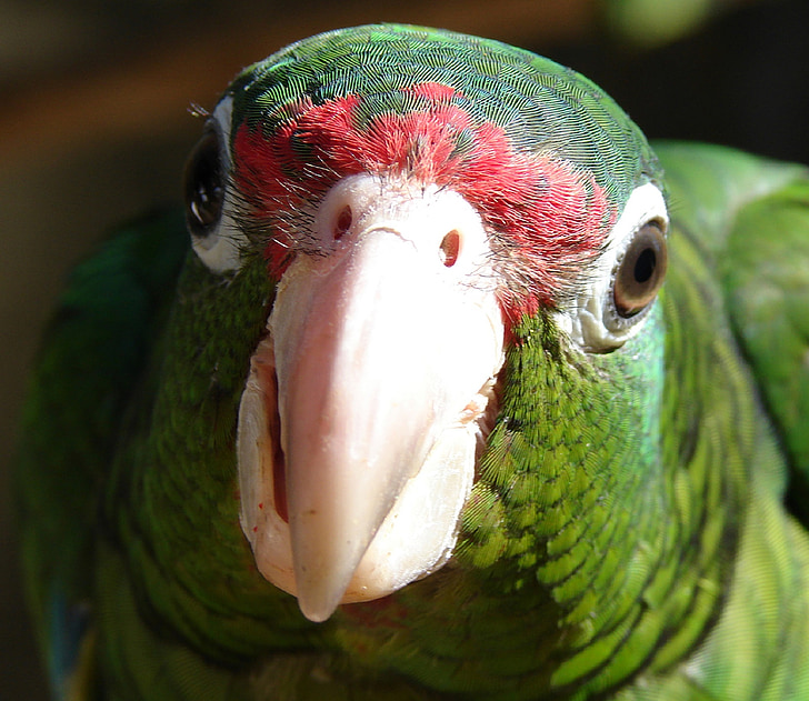 пуерторикански папагал, папагал, птица, Грийн, клюн, дива природа, тропически