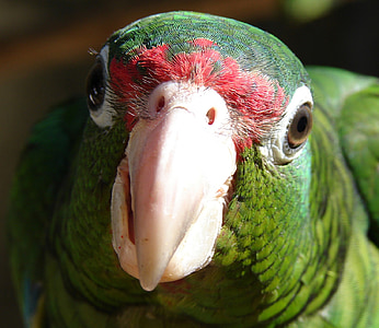 Puerto rican parrot, papagailis, putns, zaļa, knābis, savvaļas dzīvnieki, tropu