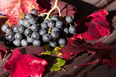 vino, uva, hoja, cosecha del vino, planta, otoño, colores otoño