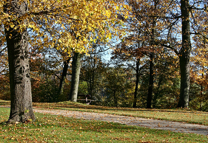 Πάρκο, μακριά, το φθινόπωρο, δάσος, φύλλα, φύλλωμα πτώσης, δέντρο