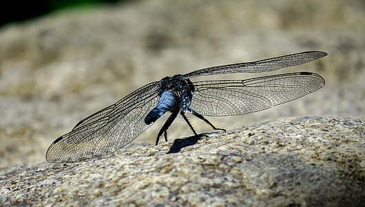 Dragonfly, insekt, Stäng, djur, makro, naturen, dammen