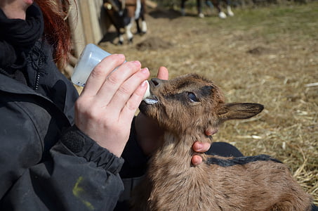 goat, kid, young animal, domestic goat, food, bottle, animal