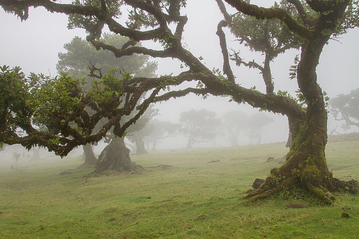 Laurel erdő, babér fát, Madeira, öreg fák, ködös, misztikus, természet