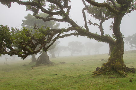 vegetazione lauracea, albero dell'alloro, Madeira, vecchi alberi, nebbioso, mistica, natura