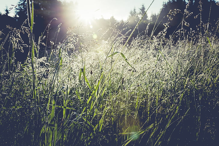 rumput, alam, silau matahari, di luar rumah, musim panas, padang rumput