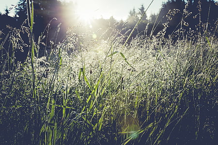 hierba, naturaleza, reflejos de sol, al aire libre, verano, Prado