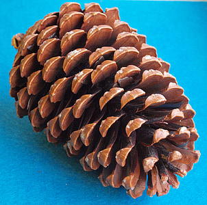 los conos del pino de playa, Pinus pinaster, Pinus maritima, pino marítimo, pino estrella, pino erizo, pino de mar