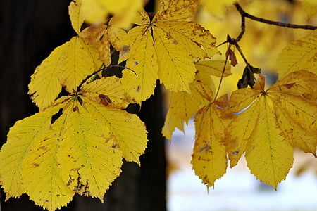 kaštan, listoví, žlutá, podzim, strom, parku, Les