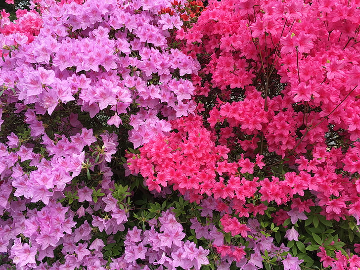 fuschia, Pink, blomst, landskab, haven, lyse, magenta