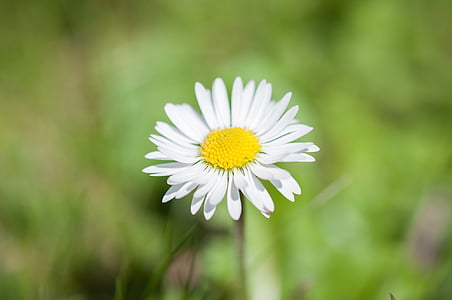 Daisy, bunga, menunjuk bunga, alam, kuning, putih, Blossom