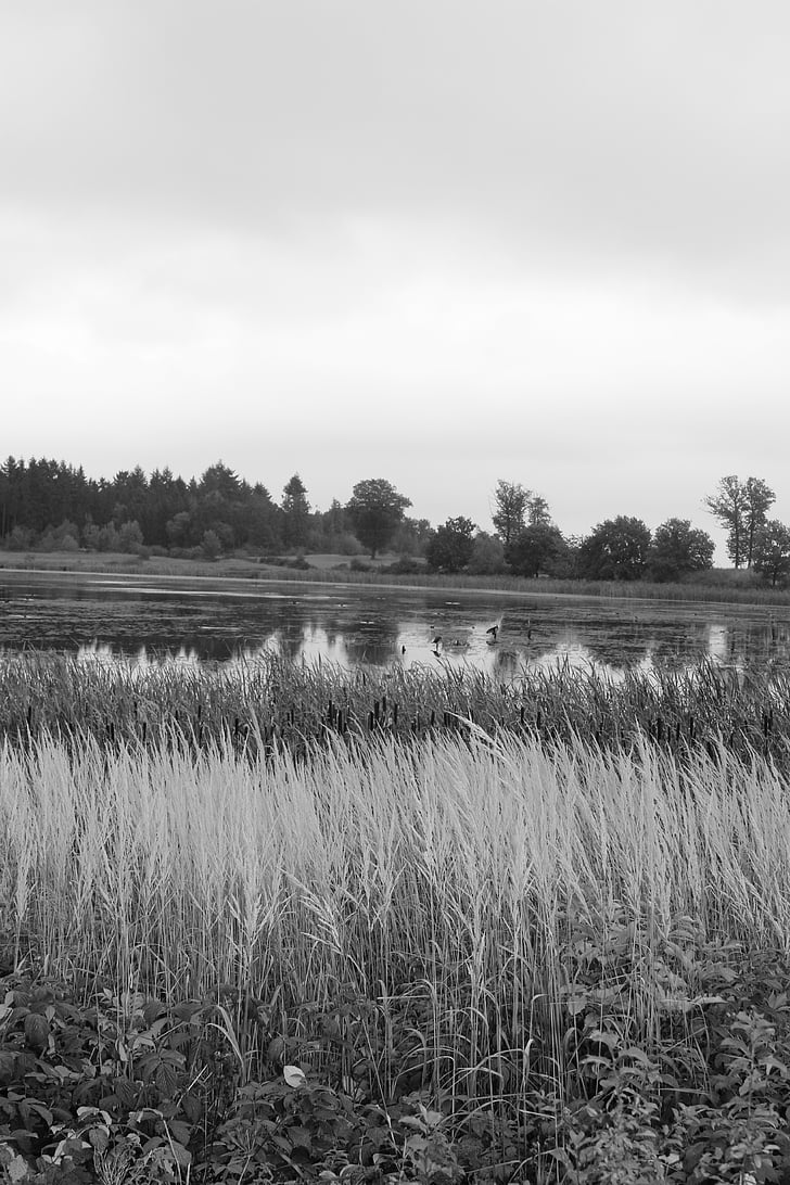 maar Rodder, maar, Brohltal, Vulkaneifel, automne, réflexion de l’eau, Allemagne