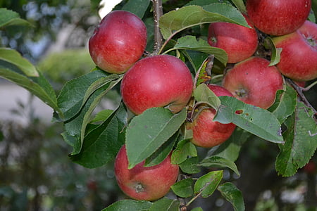 fruit, fruits, apples, healthy, fruit tree, autumn, autumn fruit