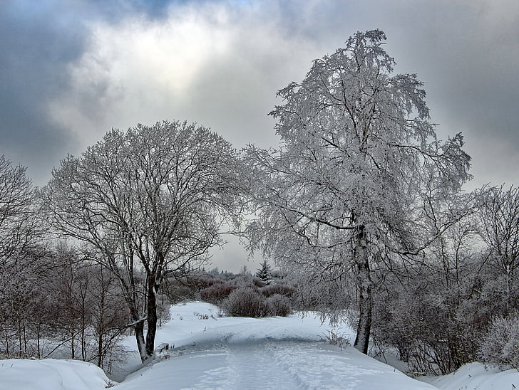 зимни, сняг, зимни, снежна, дърво, обратно светлина, гора