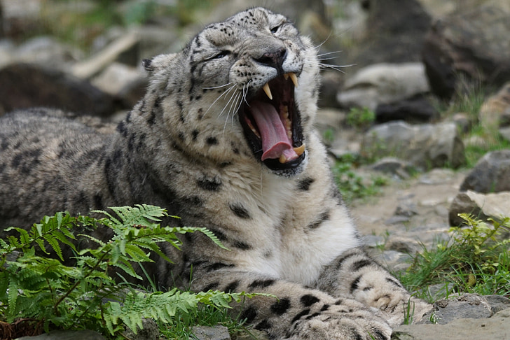 snow leopard, Predator, verveling, slapende