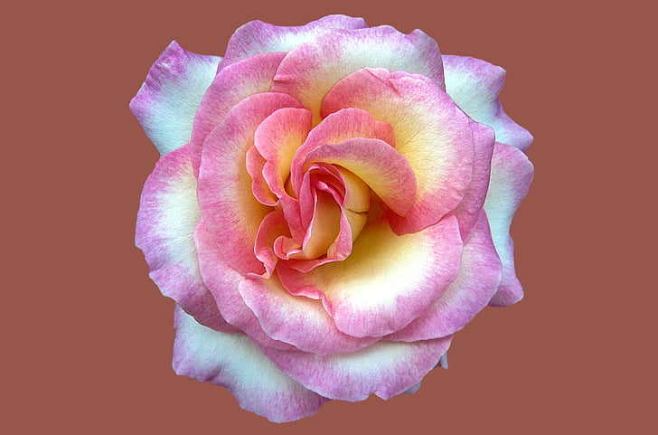 szlachetna Róża cindy, Rosengarten bad kissingen, różowego miasta bad kissingen, ogród różany, Róża, kwiat, Róża Kwiat
