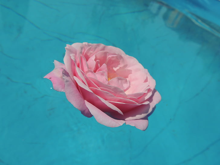 rose, water, pink, flower, macro, pink color, no people