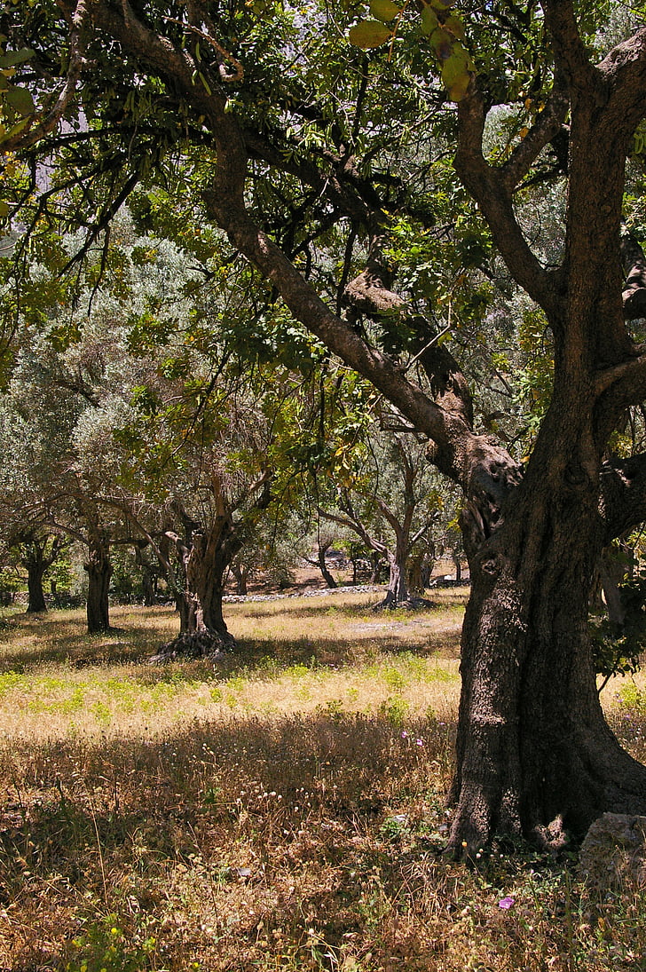 olive trees, old, olive tree, log, wood, olives, tree