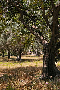 olivträd, gamla, olivträd, Logga in, trä, Oliver, träd