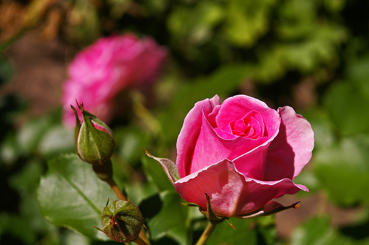 Rózsa, Pink rose, illatos Rózsa, rózsakert, Blossom, Bloom, rózsa virágzik