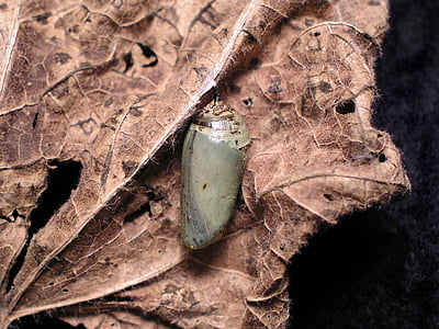 Chrysalis, vlinder, natuur, Monarch, insect, Cocoon, opknoping