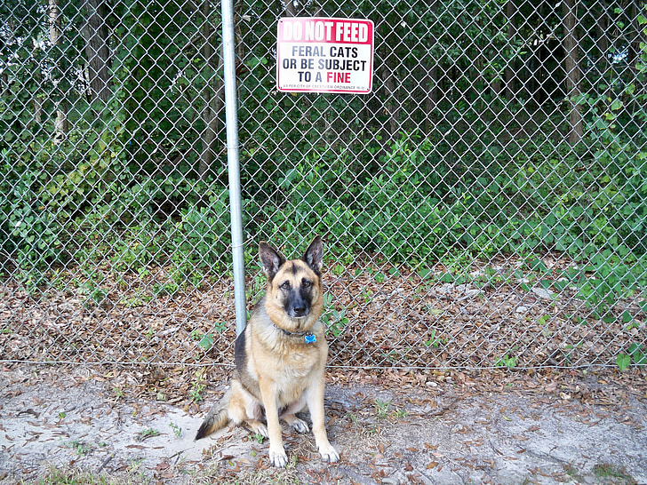 Chó béc-giê Đức, động vật, con chó, răng nanh, bảo vệ, hàng rào, bảo vệ