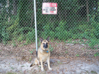 chien de berger allemand, animaux, chien, canine, protéger, clôture, garde