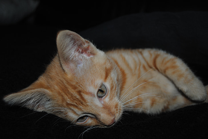 gatto, animale, carina