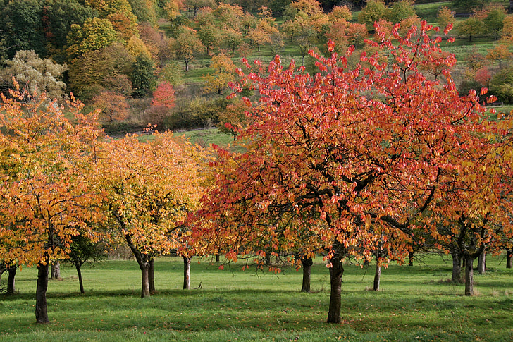 efterår, kirsebærtræer, efterår blade, natur, efterårets farver, farverige blade, blade i efteråret