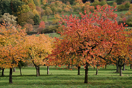 podzim, třešně, padajícího listí, Příroda, podzimní barvy, barevné listí, listy na podzim