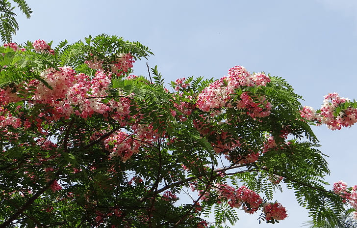 Cassia javanica, Cássia de Java, banho-de-rosa, árvore de flor de maçã, árvore de chuveiro do arco-íris, flor, Flora