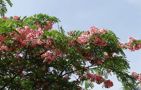 Cassia javanica, Java cassia, rózsaszín zuhany, almafa virága, szivárvány zuhany fa, virág, Flóra