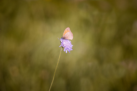 meadow brown, butterfly, flight insect, animal world, animal, nature, insect