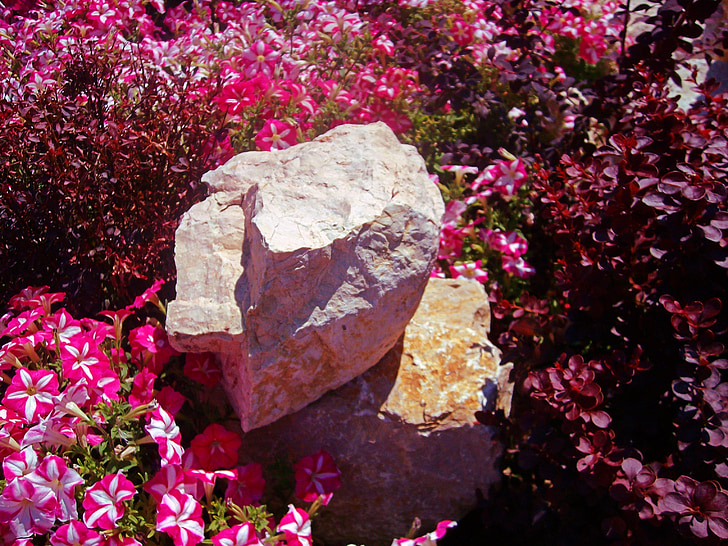 akmens, ziedi, Petūnija, rozā, augi, dārza