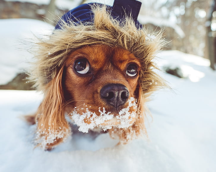 fur, animal, puppy, dog, pet, friend, snow