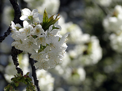 Cherry blossom, blommor, Cherry, våren, vit, träd, Rosa
