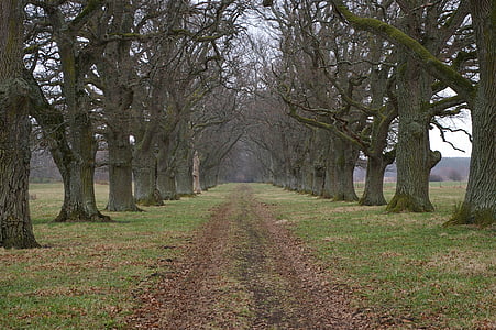 oak trees, avenue, road, forward, tree, nature, season