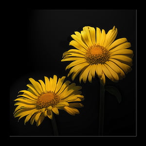 bunga, kuning, makro, warna-warni, alam, hitam, kelopak bunga