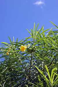 puu, õis, Bloom, kollane, lehed, taevas, Paraguay