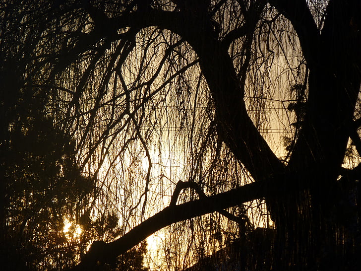 matahari terbenam, Weeping willow, cahaya, musim dingin