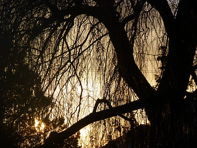 sunset, weeping willow, light, winter