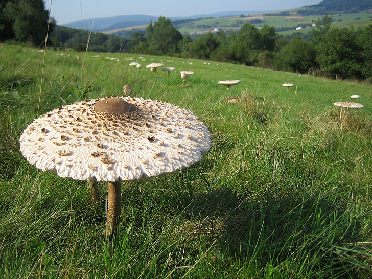 mushroom, meadow, nature, mushrooms, plant, mushrooms on meadow, autumn