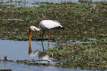 Botswana, Chobe, Yellow-billed stork