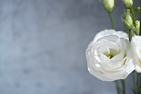 Lisianthus, květ, květ, Bloom, bílá, okvětní lístky, schnittblume
