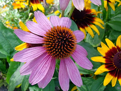 flower, blossom, bloom, pink, red, sun hat, echinacea