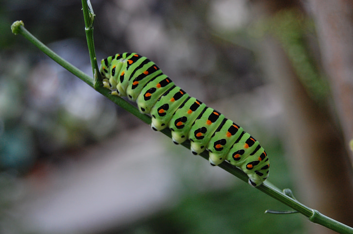 green caterpillar, green, nature, insect, caterpillar, bug, worm
